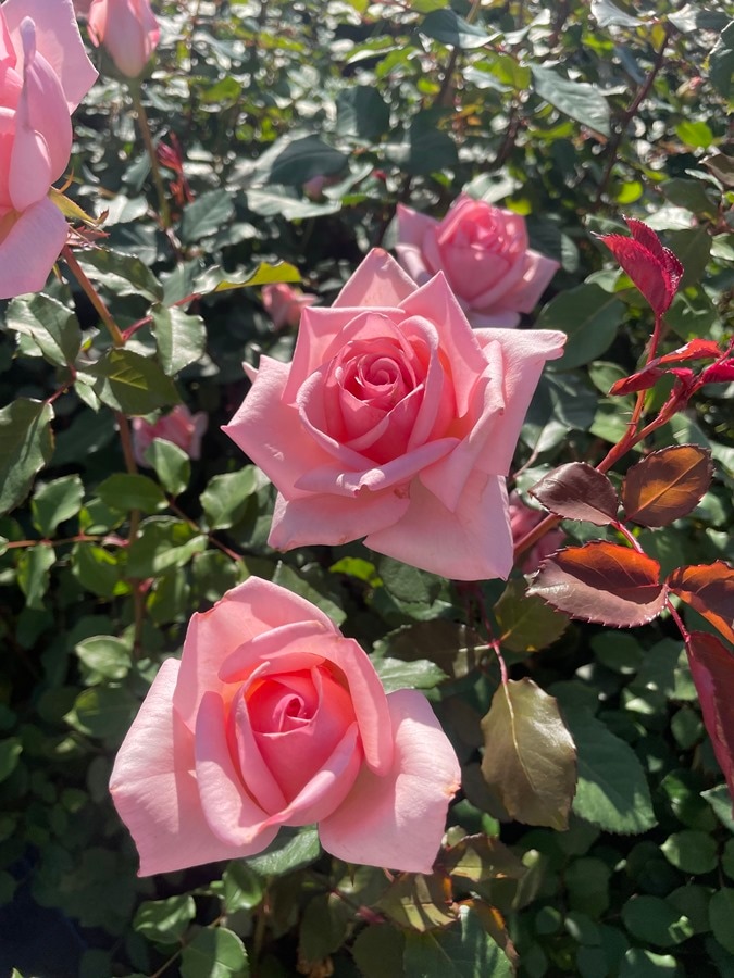 バラ苗 Roses,2024年秋～2025年春 新品種のバラ苗 | バラとハーブの