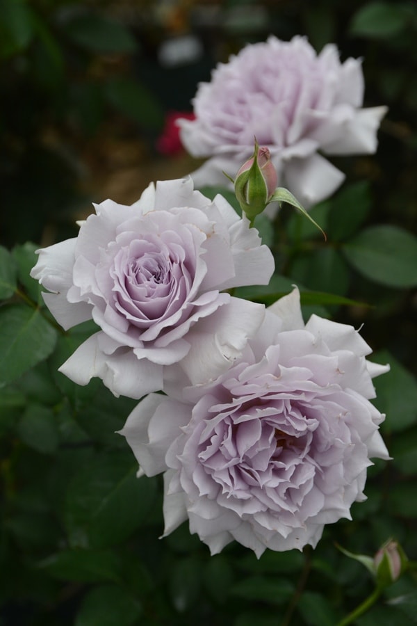 爽（大苗）7号鉢植え バラ苗 《農林水産省 登録品種》 河本バラ園