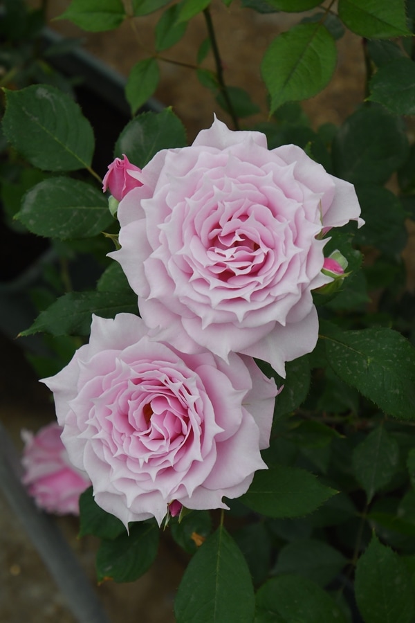 雨ニモマケズ・リバーシブル・ピンク（大苗）7号鉢植え 四季咲き 禅