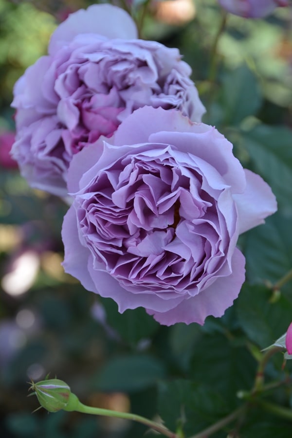 ウンディーネ（大苗）7号鉢植え バラ苗 ロサ・オリエンティス ノヴァ