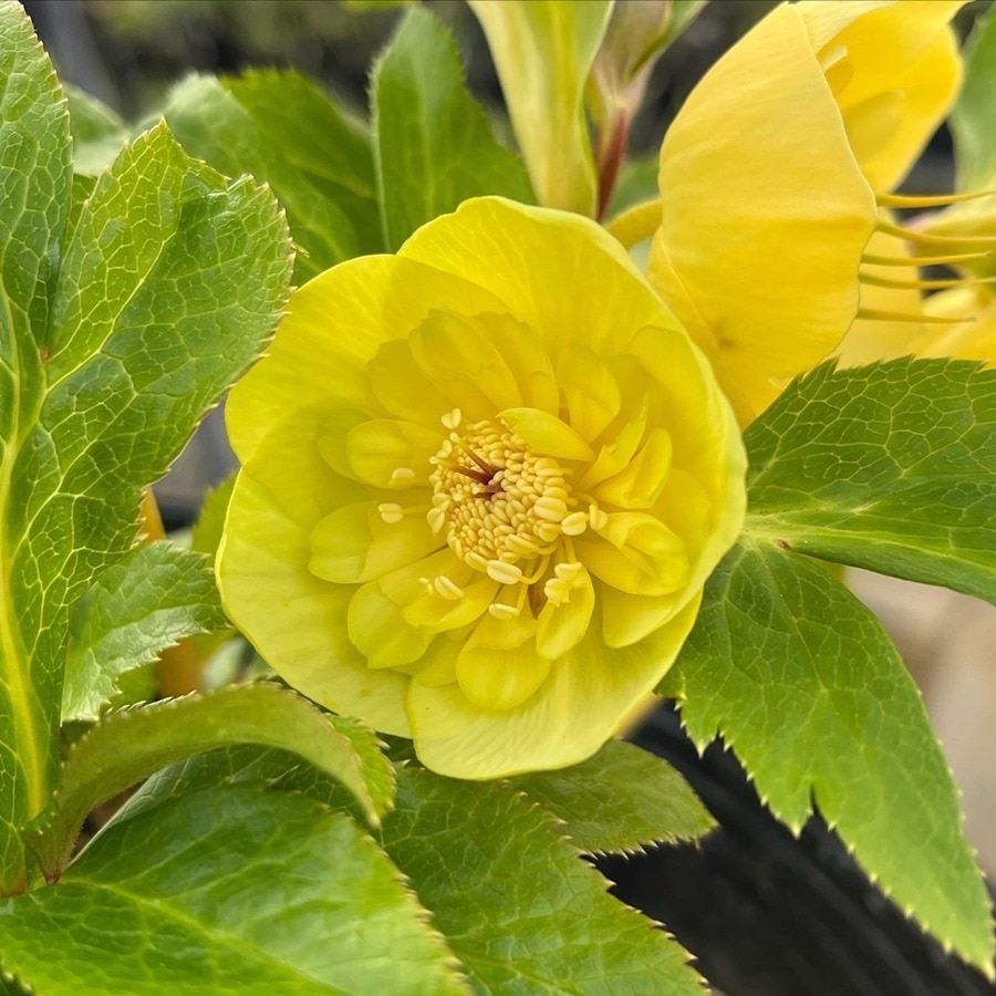 謙信様ご購入苗㉖-116㉖-122クリスマスローズ 謙信様ご購入苗㉖-116㉖