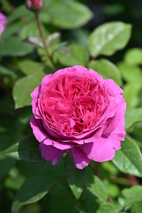 チェリー・ボニカ（大苗）7号鉢植え バラ苗 《農林水産省 登録品種