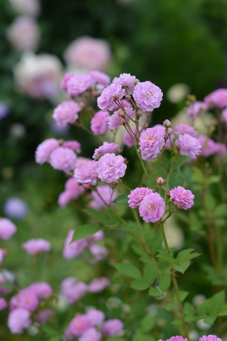 バラ苗 Roses,樹形や花色・花の大きさから選ぶ,木立性（ブッシュ樹形