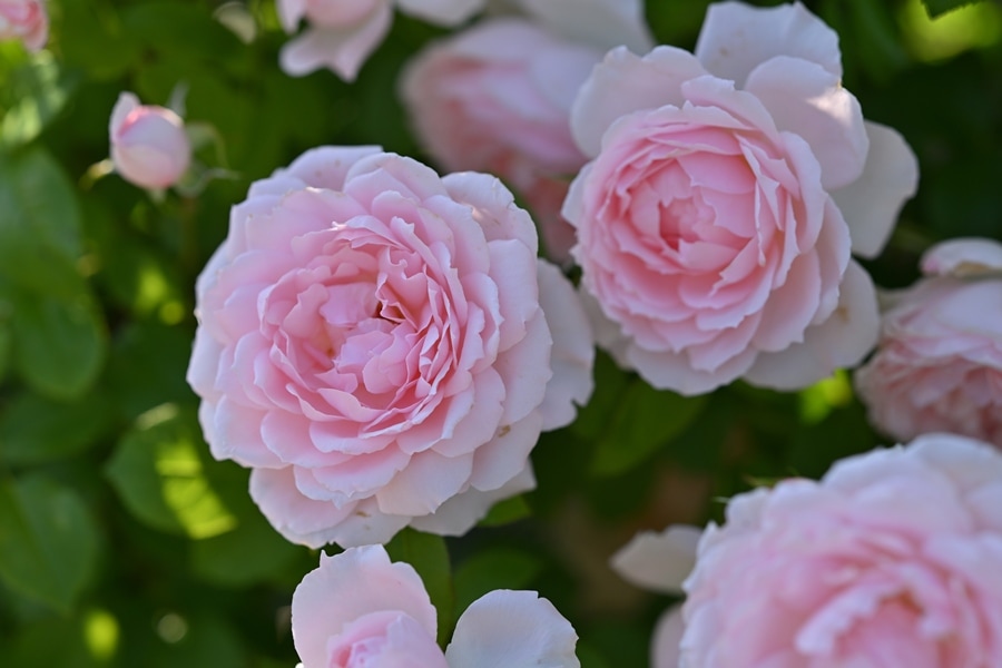 サボン（大苗）7号鉢植え バラ苗 《農林水産省 登録品種》 四季咲き 中