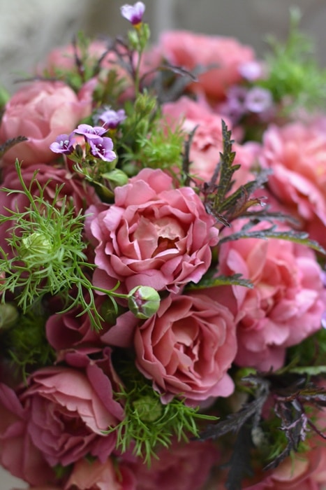 ランブリングレクター（大苗）7号鉢植え バラ苗 つるバラ オールド