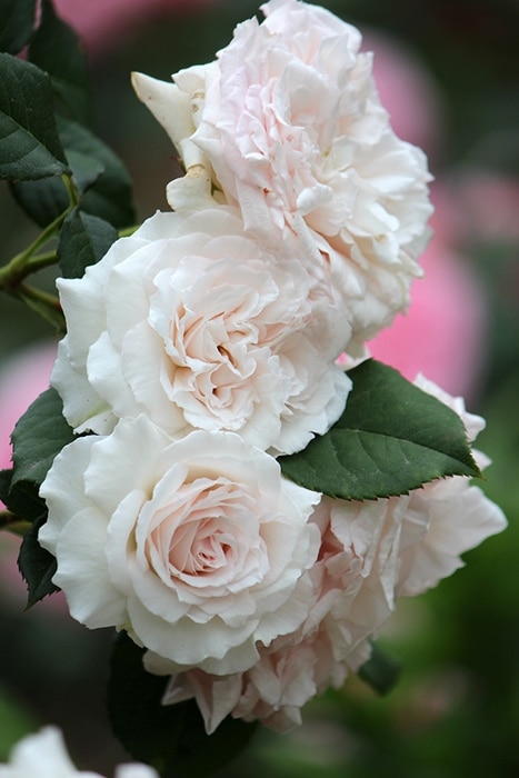 メイのほほえみ（大苗）7号鉢植え バラ苗 《契約品種》 四季咲き 中輪