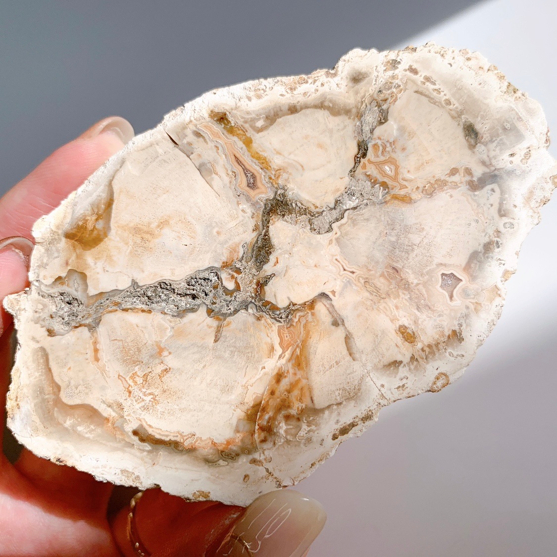 ペトリファイドウッドプレート | プレート | Crystals by Purely