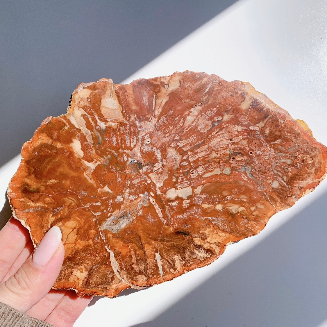 ペトリファイドウッド プレート | プレート | Crystals by Purely