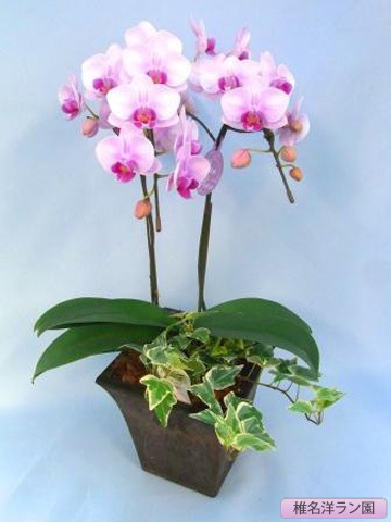 胡蝶蘭（ミディー）ランラン 2本G寄せ 【椎名洋ラン園 SN-18】 | 胡蝶