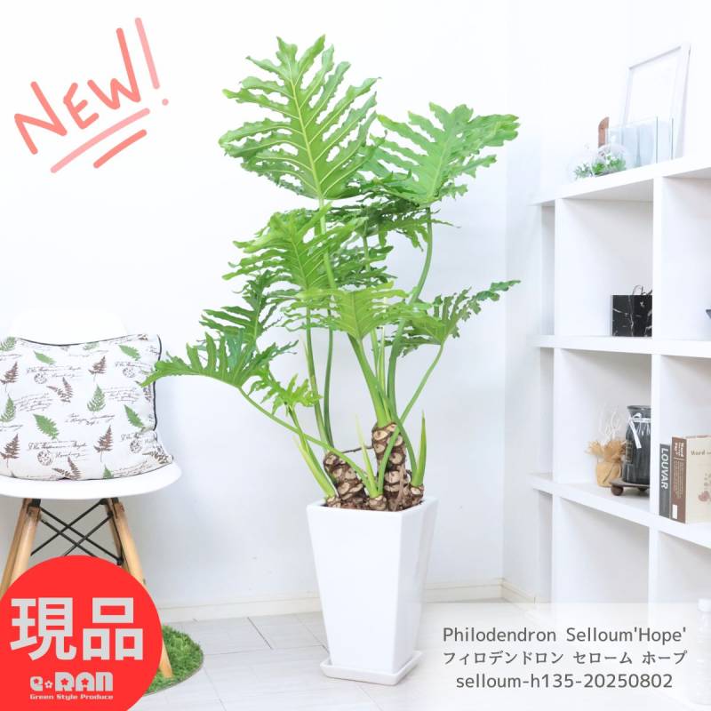 格好良い幹上がり セローム ホープ 高さ約135cm 陶器鉢 角鉢 白 9号