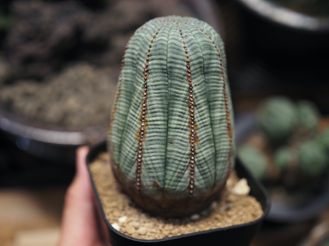 大株美模様オベサ】 迫力あり 輸入株 ユーフォルビア・オベサ | すべて