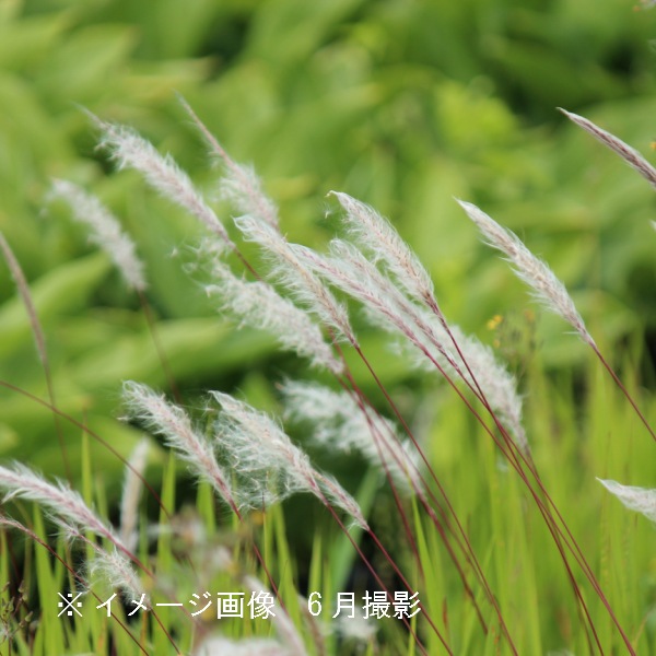 完売天然＊野生【寒蕨/カンワラビ/冬の華蕨】山野草/3苗セット価格/抜き苗