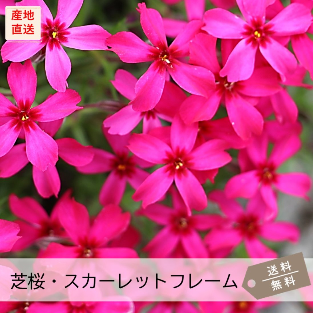 芝桜を選ぶ,芝桜一覧（全13品種） | 芝桜専門店「お台場ガーデンクラブ」