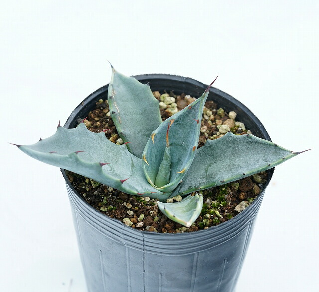 アガベ・ドゥランゲンシス 3号ロングポット | | アガベ