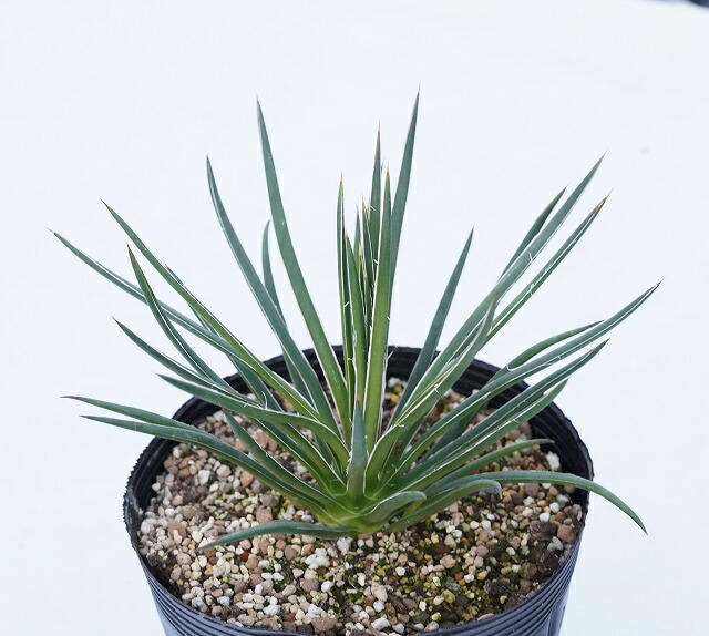 アガベ・ジェミニフローラ 5号ポット | | アガベ（リュウゼツラン