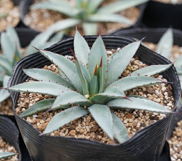 アガベ「リトル・シャーク」 5号ポット | | アガベ（リュウゼツラン