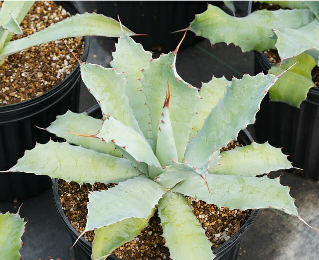 アガベ・ポタトラム 大株 ※7号規格 抜き苗 | | アガベ（リュウゼツラン