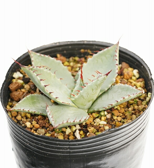 選抜株】アガベ フレキシスピナ 赤棘 3号ロングポット | | アガベ実生