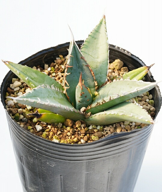 選抜株】アガベ・ジェスブレイティ「パープソラム」 裏棘 3号ロング