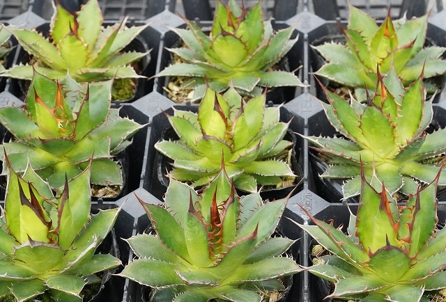 数量限定】アガベ・ホリダ がっちり仕立て株 3号規格 | | すべての商品