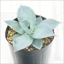 アガベ・ジェスブレイティ「パープソラム」 5号ポット | | アガベ