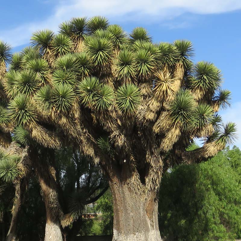 ユッカ・フィリフェラ 5号ポット | | ドライガーデンプランツ,ユッカ類