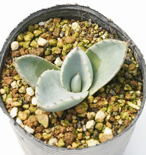 選抜株】アガベ・パリー・トルンカータ ”ホワイトブルー丸葉” 2号