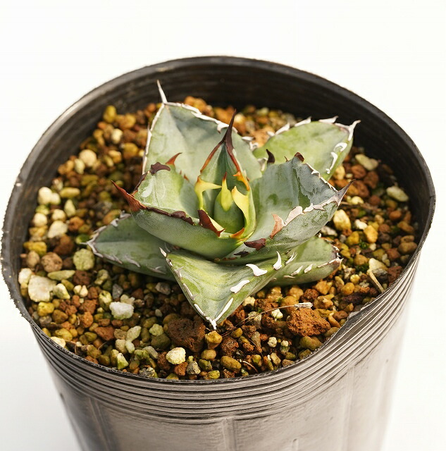 選抜株】アガベ・チタノタ「ブルー」 ホワイトブルー＆イエロー