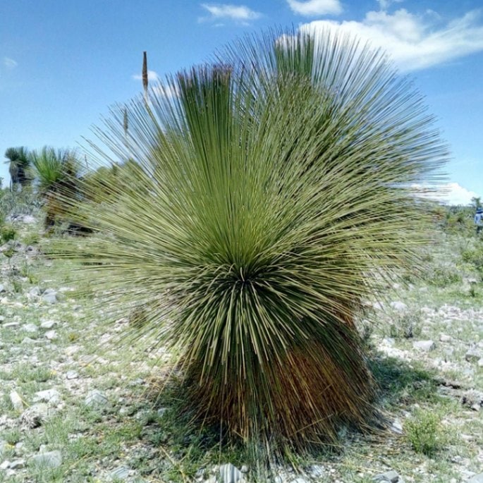 ダシリリオン・ロンギッシマム 5号ロングスリット鉢 | | ドライ