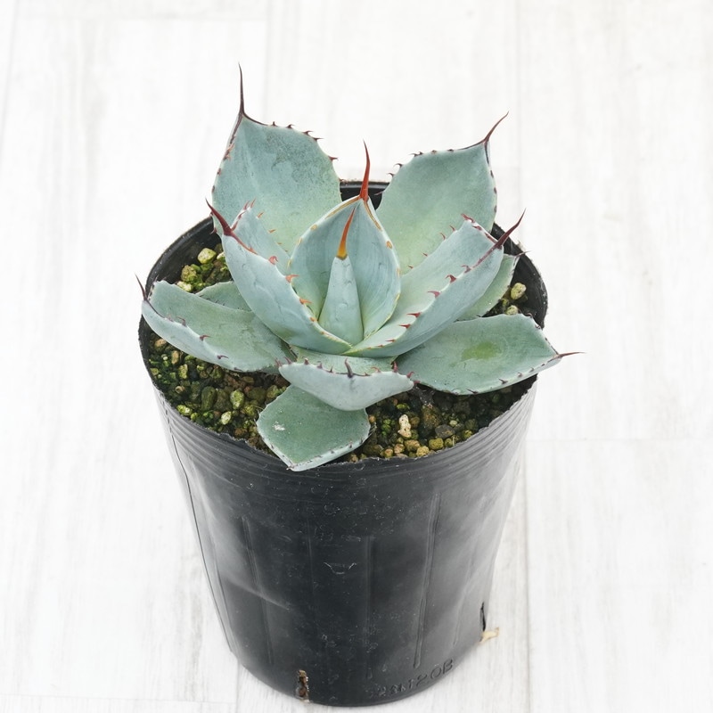 アガベ・パリー・トルンカータ メリクロン株 4号ロングポット