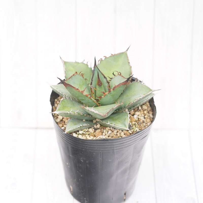 アガベ・オテロイ(チタノタ・グリーン）4号ロングポット | | アガベ