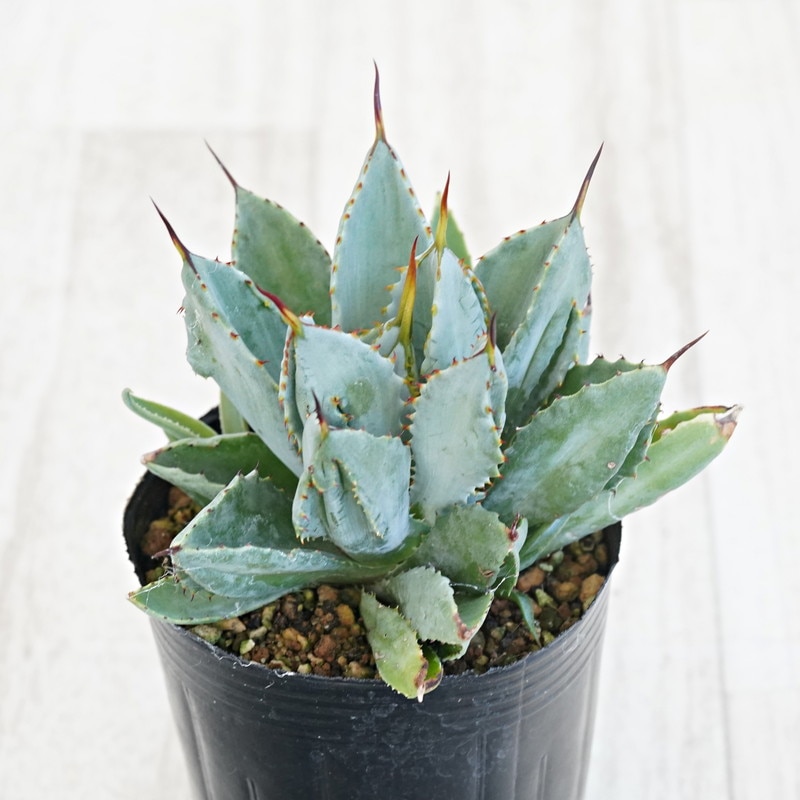 アガベ・ポタトラム「キュービック」 3号ロングポット | | アガベ