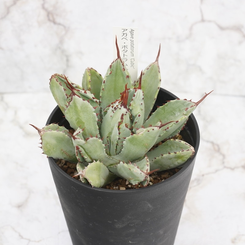 アガベ・ポタトラム「キュービック」 4号ロングポット | | アガベ