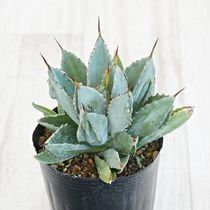 アガベ・シャウィー 5号ポット | | アガベ（リュウゼツラン） | 四国