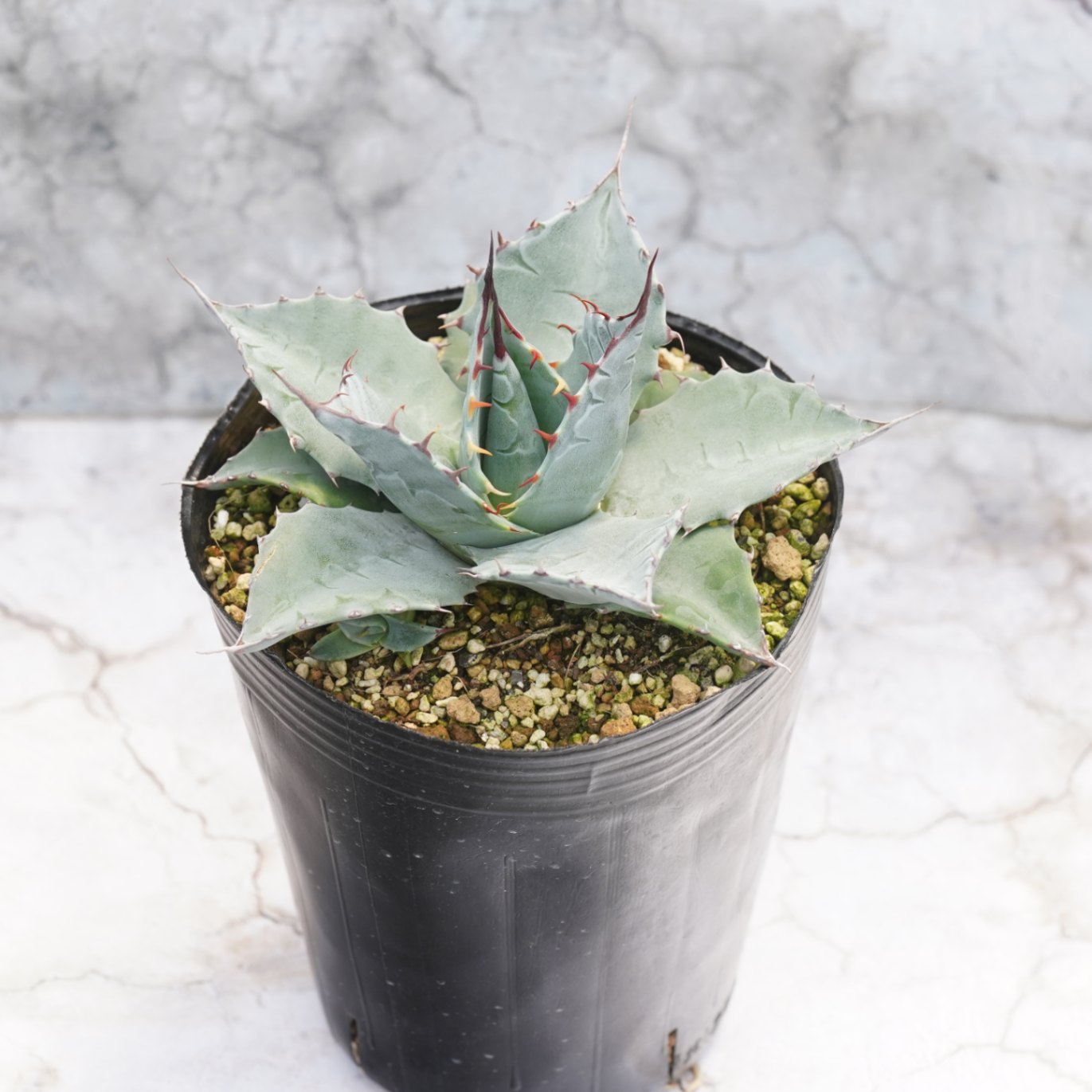 アガベ・パラサナ「トライアンファント」 4号ロングポット | | アガベ