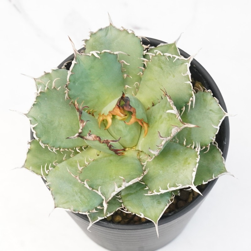 アガベ・チタノタ「フィリグリー」 3.5号鉢 | | チタノタ銘品シリーズ