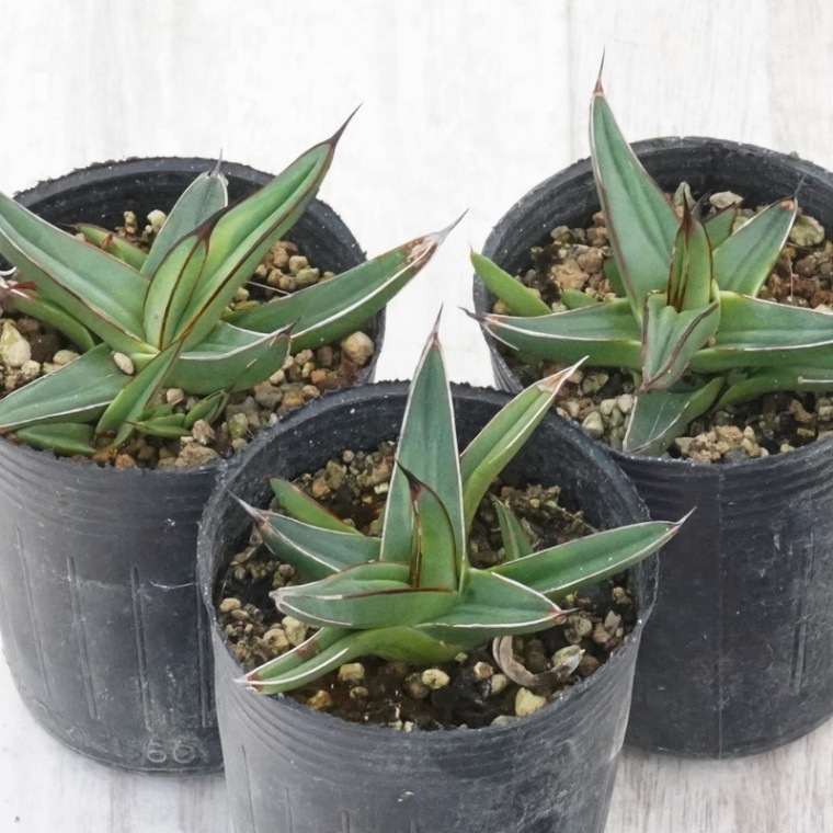 アガベ・ニッケルシー 子株付き株 2号ポット×3株セット | | アガベ