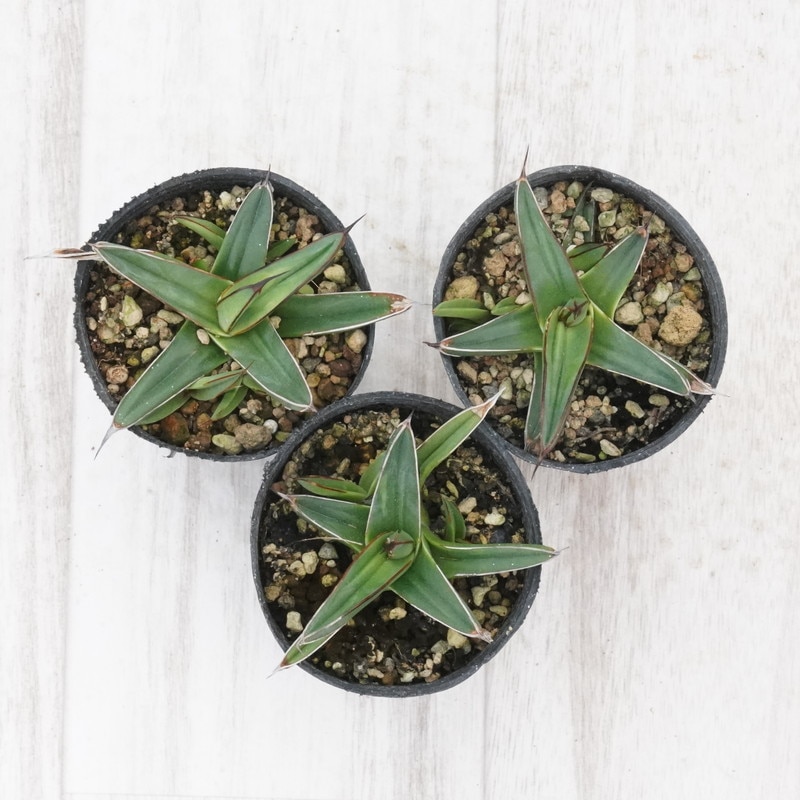 アガベ・ニッケルシー 子株付き株 2号ポット×3株セット | | アガベ
