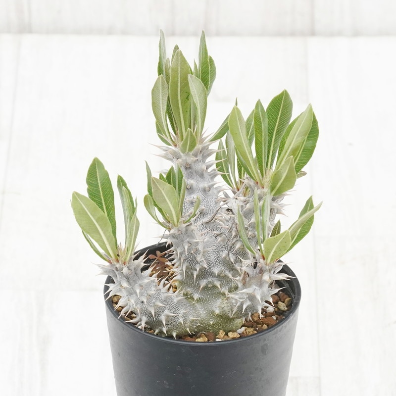 パキポディウム・デンシフローラム 3.5号鉢 | | 多肉・塊根植物
