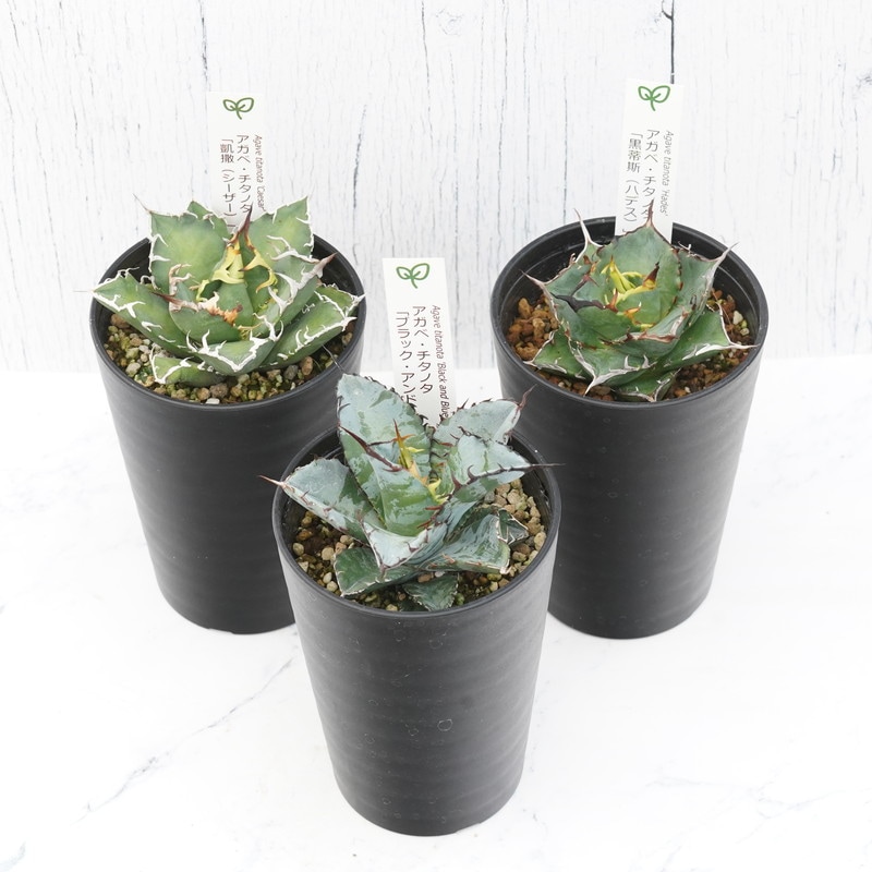 アガベ チタノタ銘品3種セット（ブラック＆ブルー・シーザー・ハデス