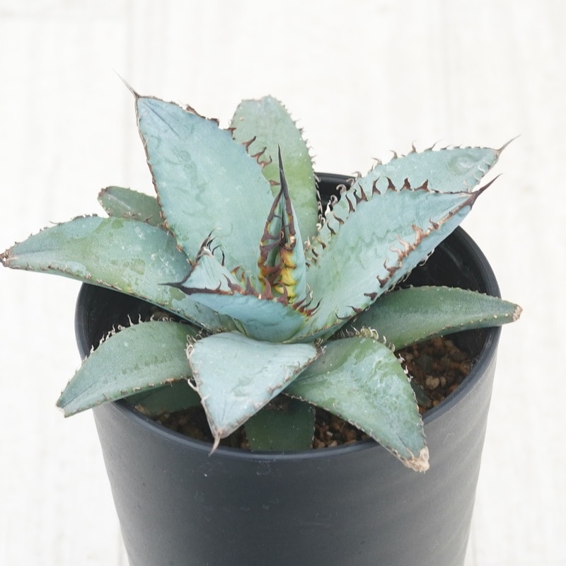 アガベ・チタノタ「ライオンズメーン」3.5号鉢 | | すべての商品