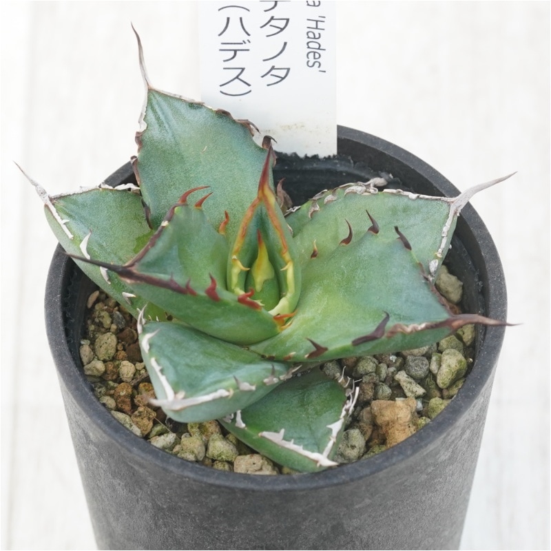 アガベ・チタノタ 