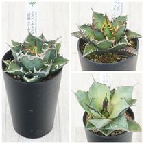 アガベ・オバティフォリア 3号ロングポット | | アガベ