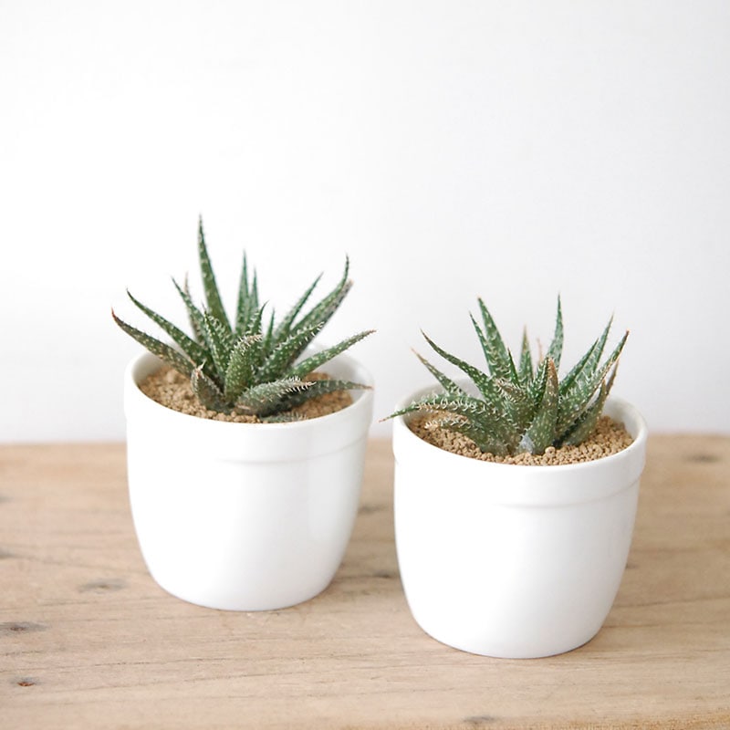 デンティティー / Aloe | 多肉植物の専門店 solxsol（ソルバイソル）