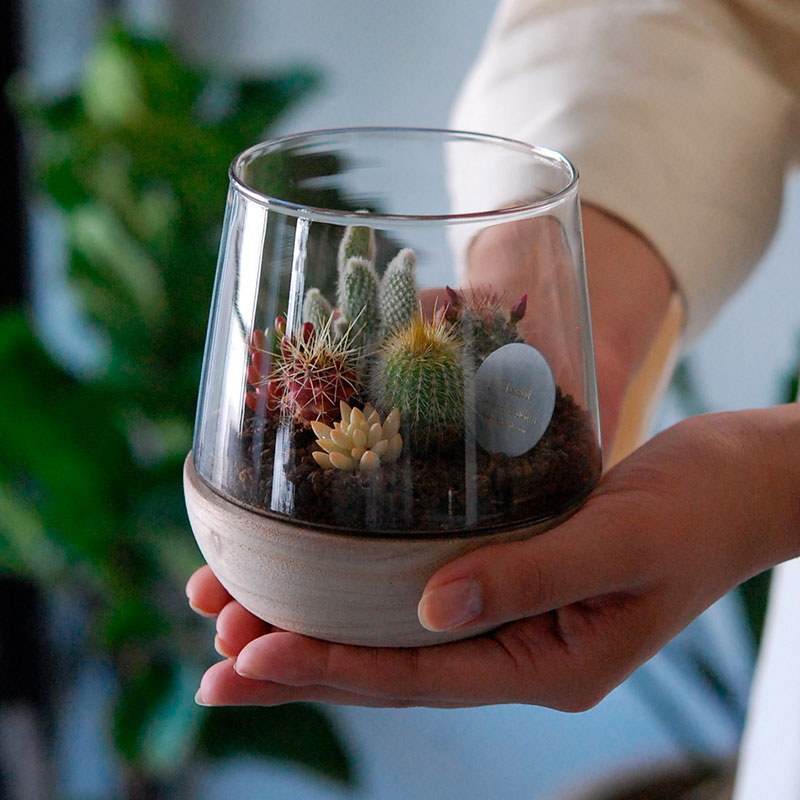 送料無料 】テラリウム x 多肉植物・サボテン | 多肉植物の専門店