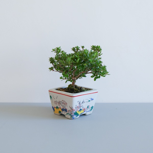 ミニ盆栽 深山ツツジ 17×17㎝ H17cm by PNOG