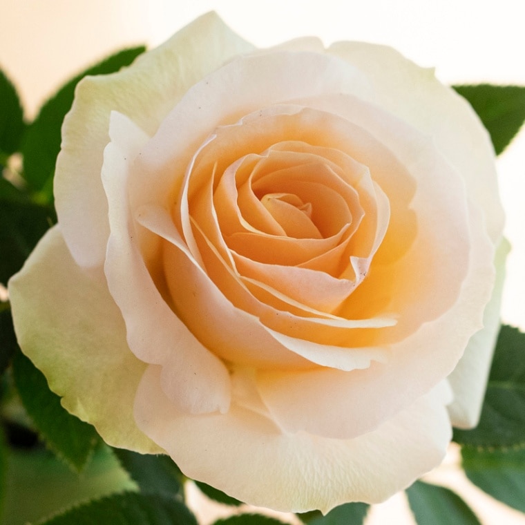 中大輪】サンドバンクスサンセット・フォーエバー | 品種で選ぶ,中大輪