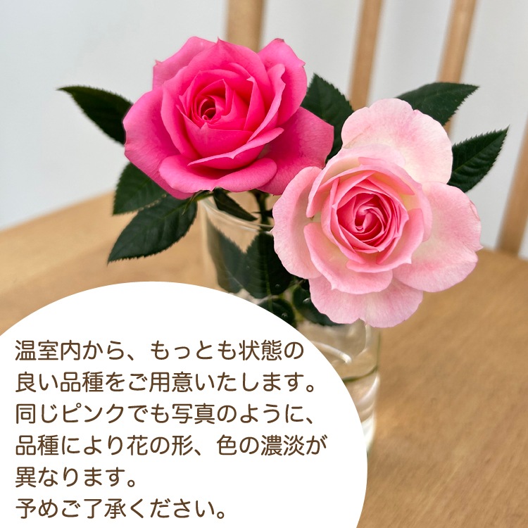 送料無料】ミニバラ鉢植え エコロ・サークル | ミニバラギフト