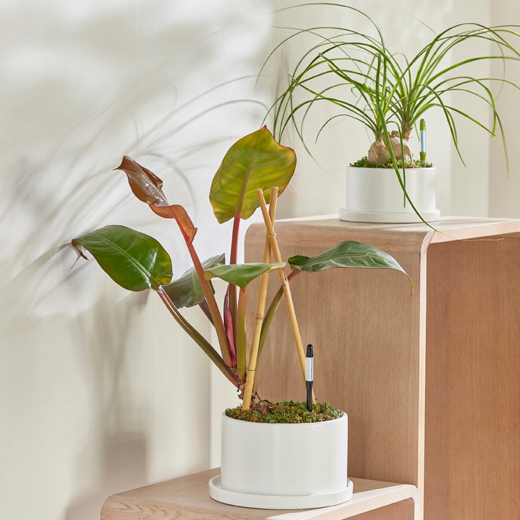 水やりチェッカー SUSTEE サスティー | ガーデニング用品 | ミニバラ