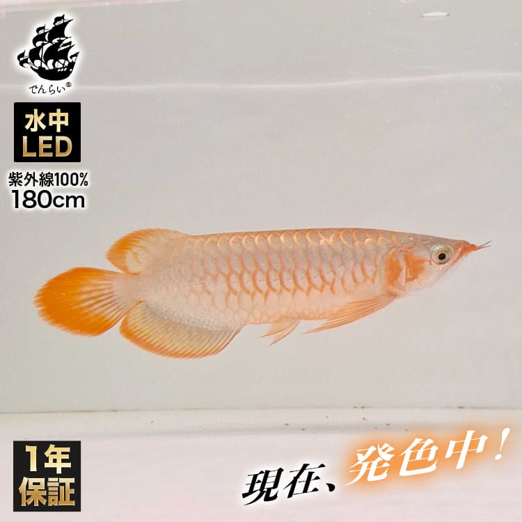 ほんのり幻想的な紫の光で水槽を演出するアロワナ用LEDライト